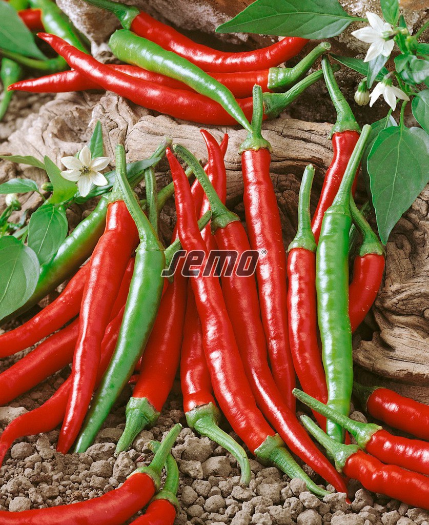 Rostlina