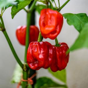 Rostlina